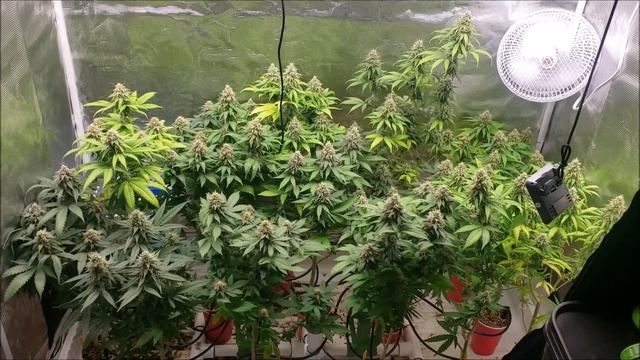 Mars Hydro SP250 LED Pheno Hunt 1 - Day 36 of Flower - E15 смотреть онлайн