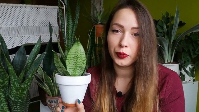 Difference between Sansevieria Metallica and Bantel's Sensation | My Sansevieria collection смотреть онлайн