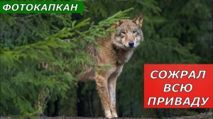 Фотокапкан. Волк на приваде - как у себя дома!