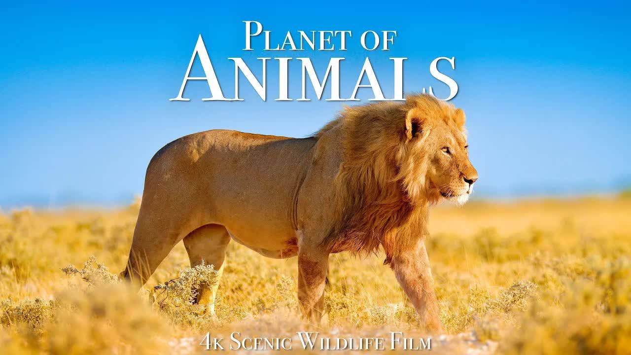 Animal Planet 4K - Scenic Wildlife Film With Inspiring Music смотреть онлайн