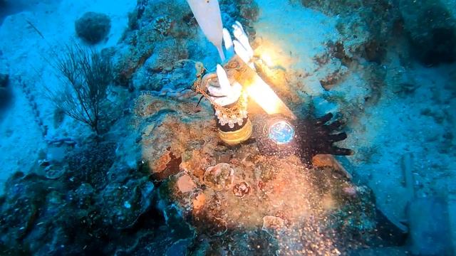 Palamida Dive Club, Eilat 2023. Новый дайв сайт... смотреть онлайн