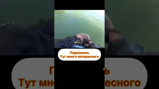 Огромный сом #белуга #осетр #рыбалка #стерлядь смотреть онлайн