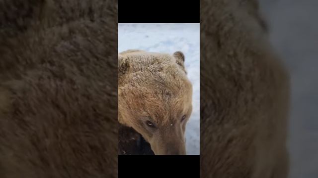 Кормя медведя можно и без руки остаться#shorts