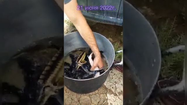 Зарыбление садка смотреть онлайн