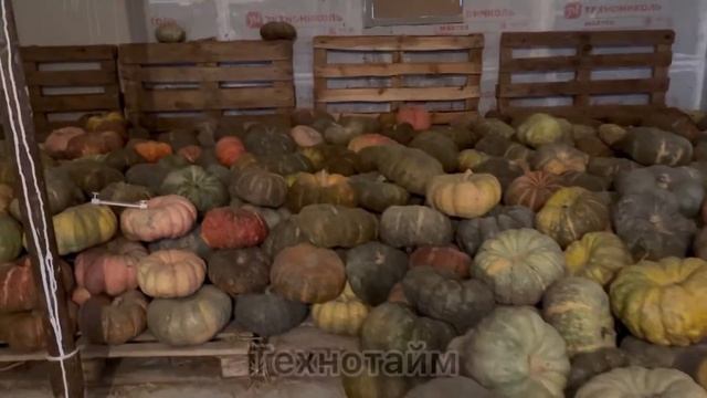 18 марта тыква на хранении смотреть онлайн