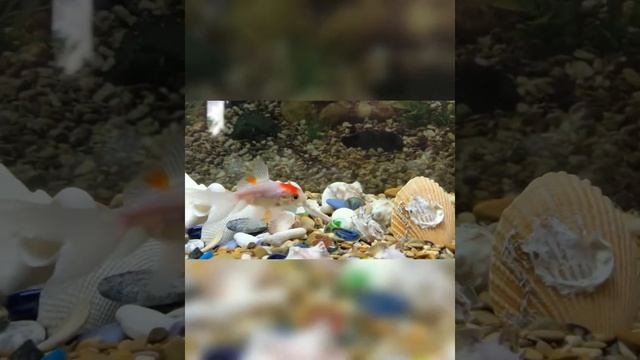 Аквариум “Gold Fish” модель «Оазис» смотреть онлайн