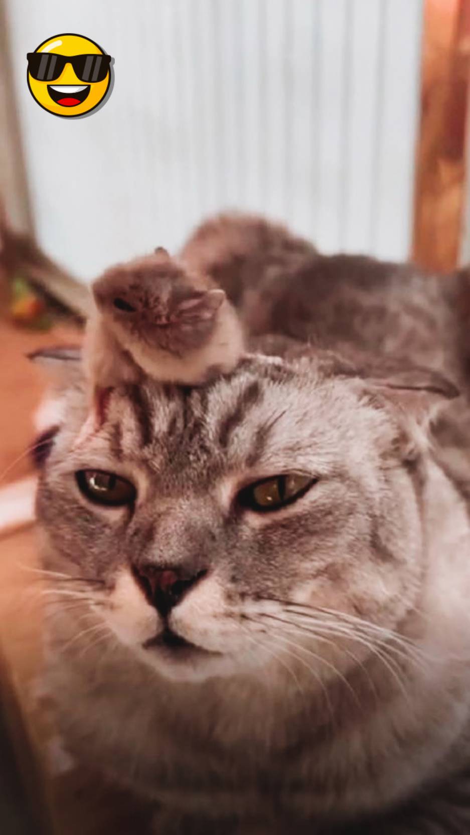 Мир питомцев 8