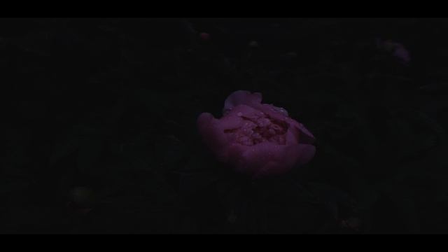 ОСЕНЬ. дождь. цветы #mcpro24fps #самарагородок #осень #anamorphic #волга  #djiom6 #realmegtneo5