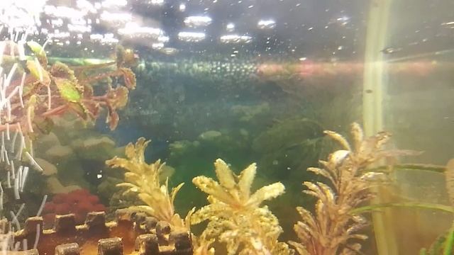 рыбешки живут