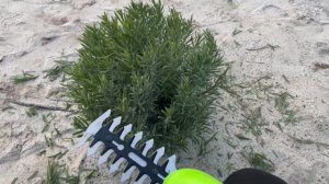 Стрижка лаванды на зиму