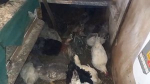 Искривлённая шея у кур. Причины.(Curved neck in chickens. Causes.)