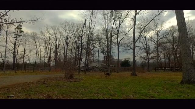 Training For Dogs Who Chase Squirrels, Cats, Rabbits, and Prey! смотреть онлайн
