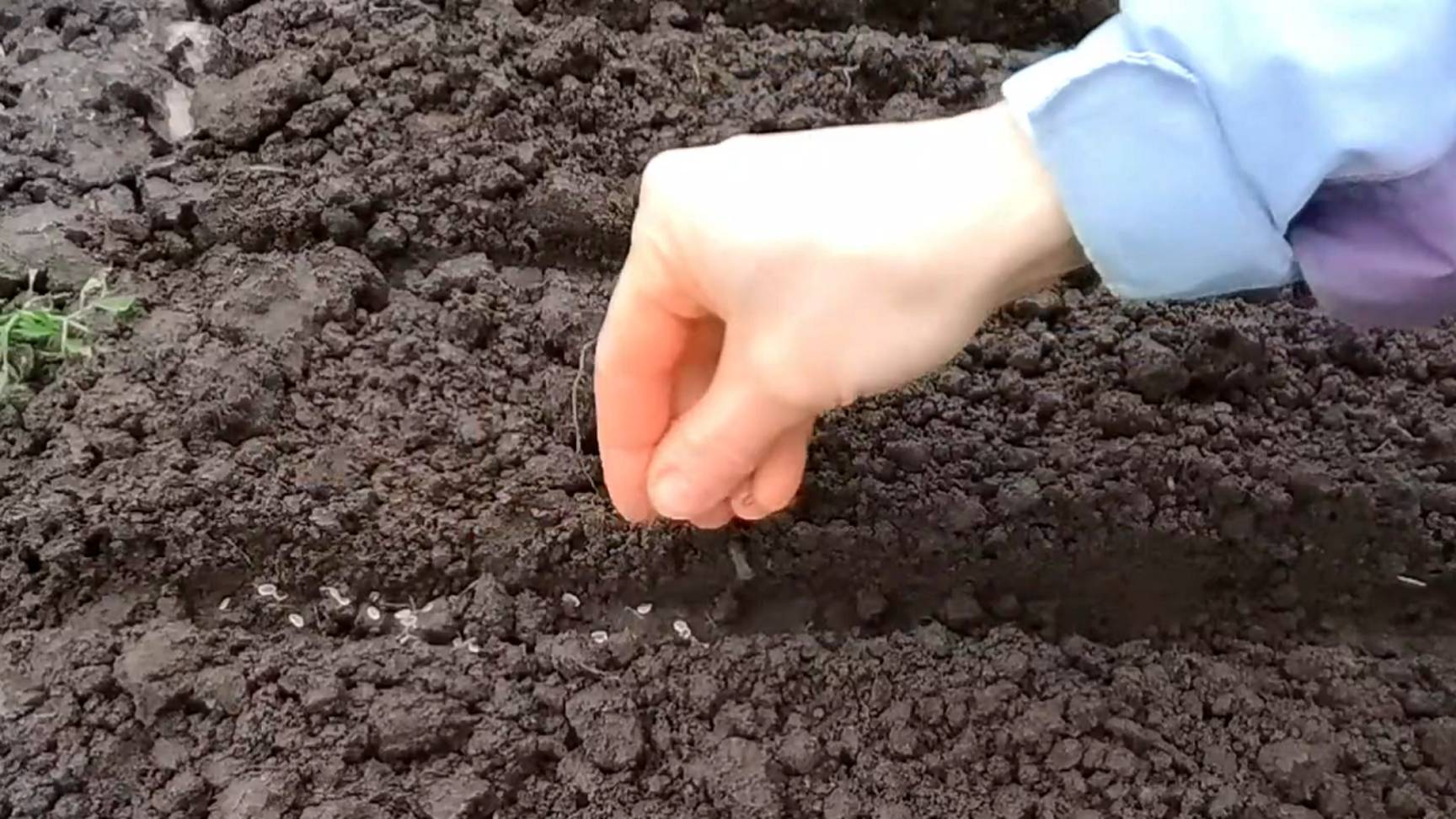 Простой способ посеять укроп под зиму и получить хороший урожай. Как вырастить укроп из семян смотреть онлайн