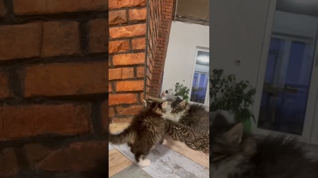 Смешные котики#котики #смешныекоты