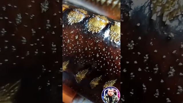 Блюдо из осетра смотреть онлайн