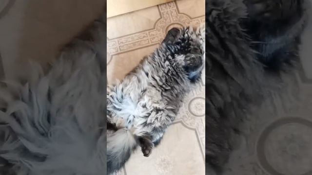 Котик не пускает выйти смотреть онлайн