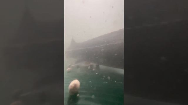 Кормление осетра при 13 градусах Как плавает осетр смотреть онлайн