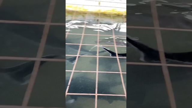 Осетр форель #белуга #рыбалка #икра #стерлядь смотреть онлайн