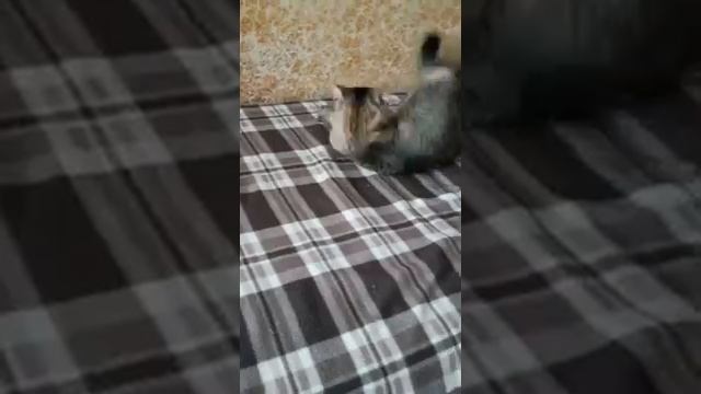 У кота ломки смотреть онлайн