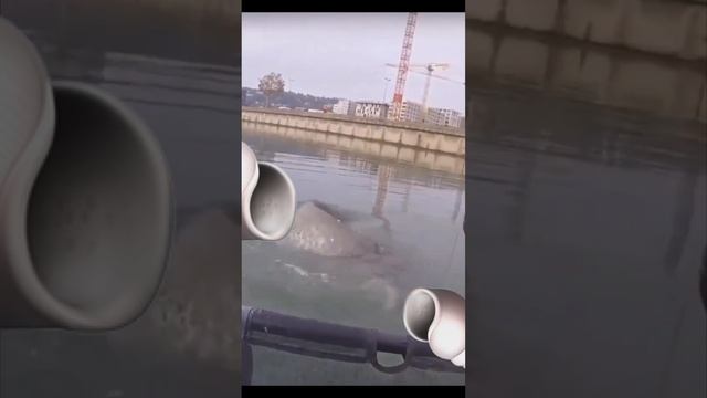 Гигант сом смотреть онлайн