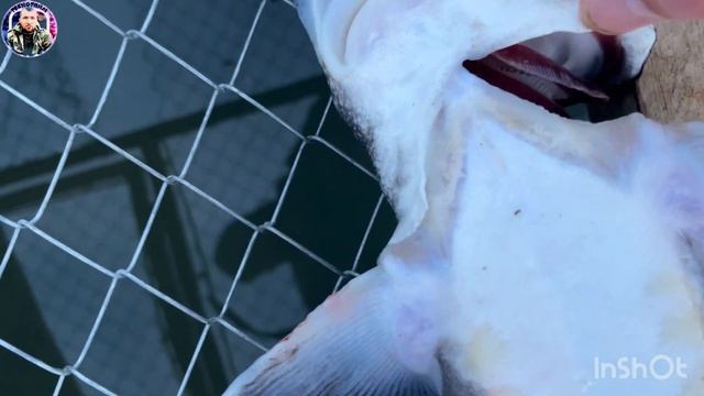 Вот как прошла зимовка бестера смотреть онлайн