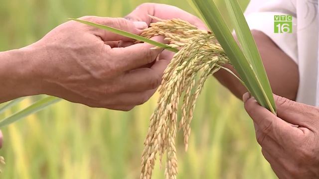 Lúa siêu năng suất, chống sâu bệnh cực đỉnh làm nức lòng nông dân | VTC16 смотреть онлайн