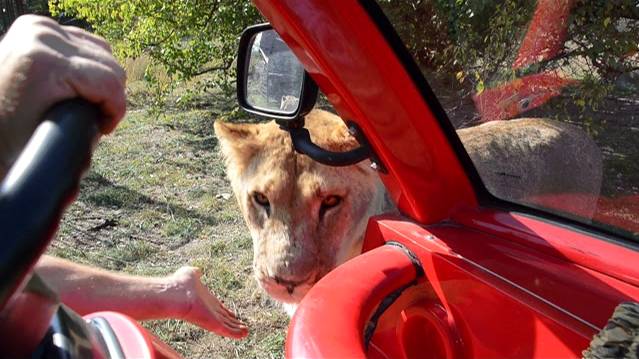 Львы  устраивают ТАМОЖЕННЫЙ   ДОСМОТР машины !