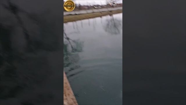 Русский осетр в Дагестане смотреть онлайн