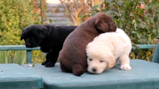 щенки смотреть онлайн