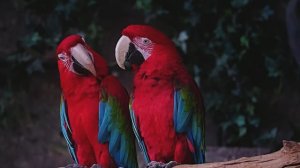 1 час звука красивых птиц