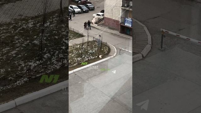 В Нижневартовске появился свой пес Хатико смотреть онлайн