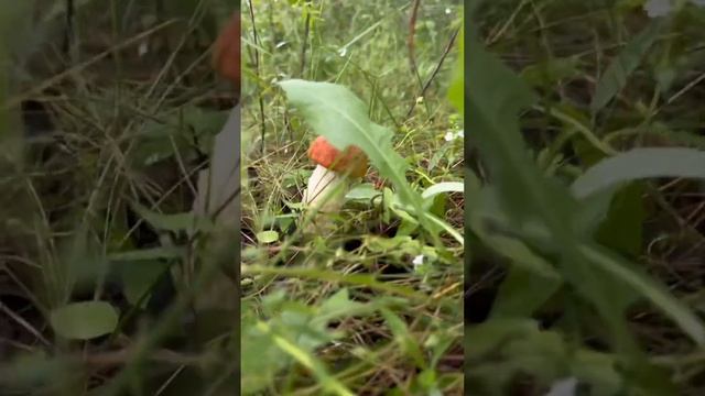 Грибы #грибы #подосиновики #сборгрибов