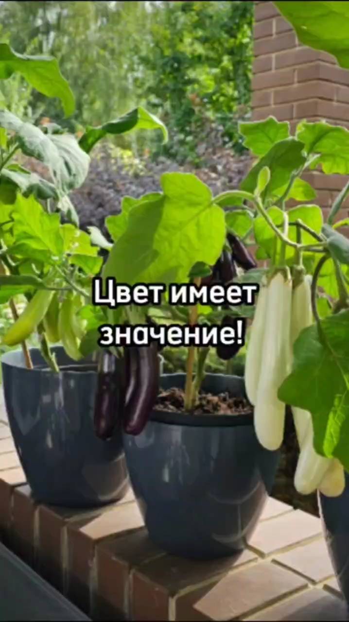 3 лучших сорта баклажанов для выращивания на окне.