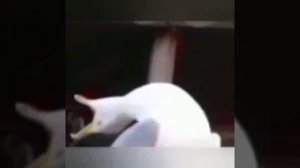 Эти видео могут вам понравится