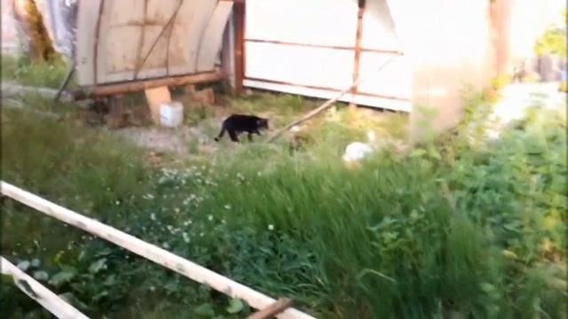 Мама ежиха с ежатами на прогулке смотреть онлайн