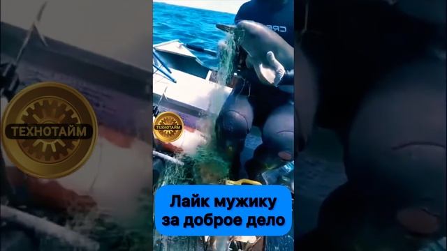 Дельфин на а свободе смотреть онлайн