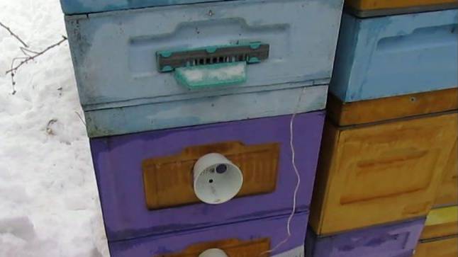 пчеловодство на ячейке 4,9 мм - часть 50, подкормку не берут, на облет не спешат 9.03.2024 смотреть онлайн