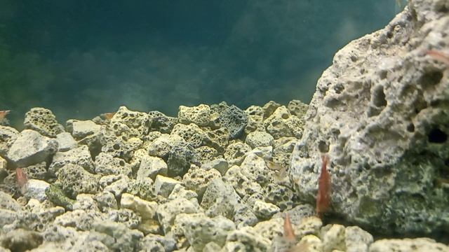 креветки смотреть онлайн