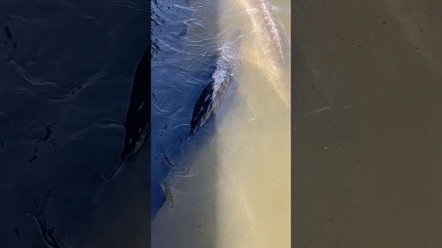 Белуга монстр смотреть онлайн