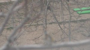 байка или маный щегол