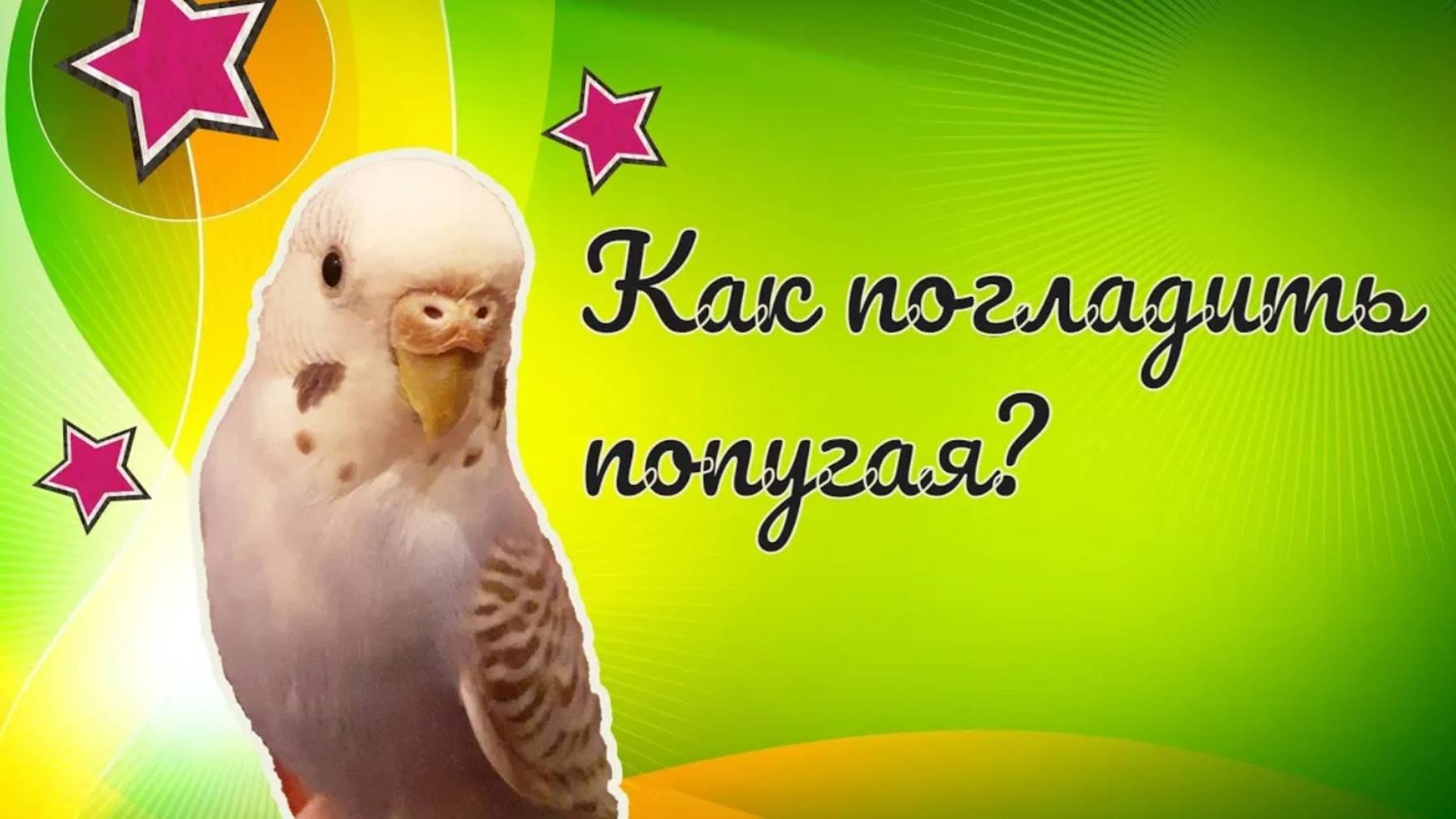 Как гладить попугая? Как я глажу своего волнистого попугая? смотреть онлайн