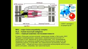 Дубынин В. А. - Физиология иммунитета - 2. Лимфоциты: помощники и убийцы