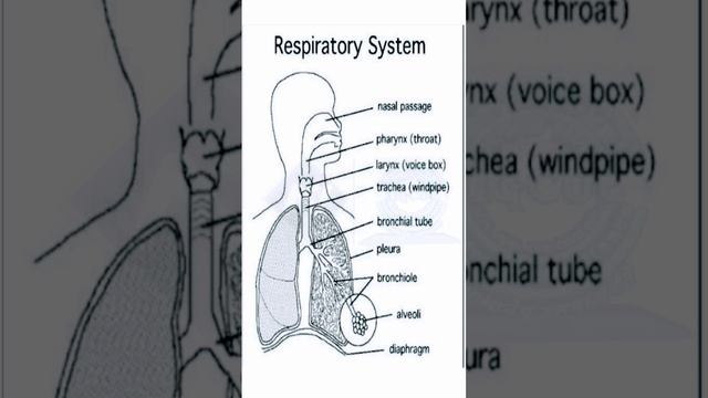 Human Respiratory system|part of respiratory system| #ngcoe #deep_sir #deep0108 #viralvideo смотреть онлайн