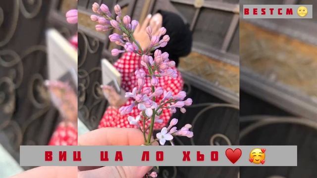 Виц Ца Ло Хьо Х1у Дийр Ду😻💔
