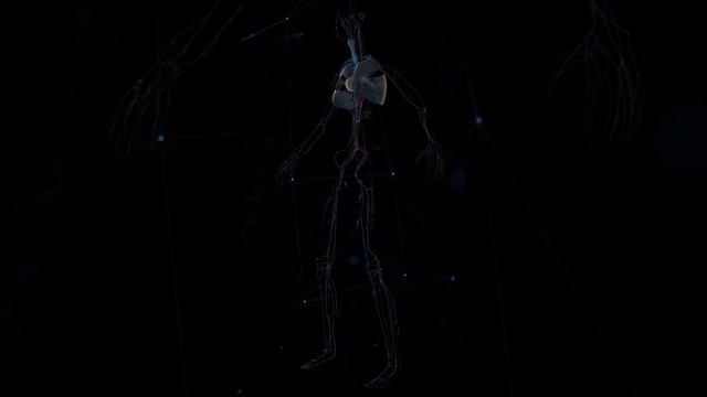 introduction to cardiovascular system смотреть онлайн