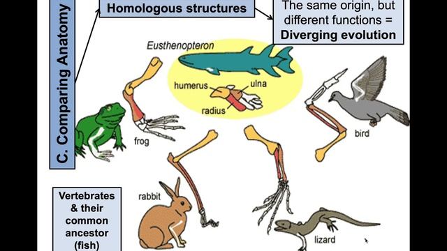 EVIDENCE FOR EVOLUTION смотреть онлайн