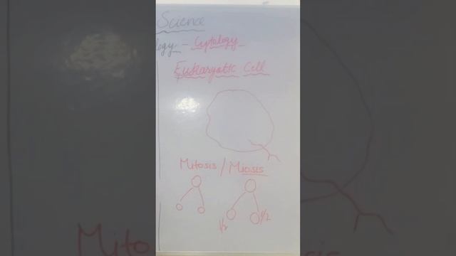 Mitosis and meiosis in cell смотреть онлайн
