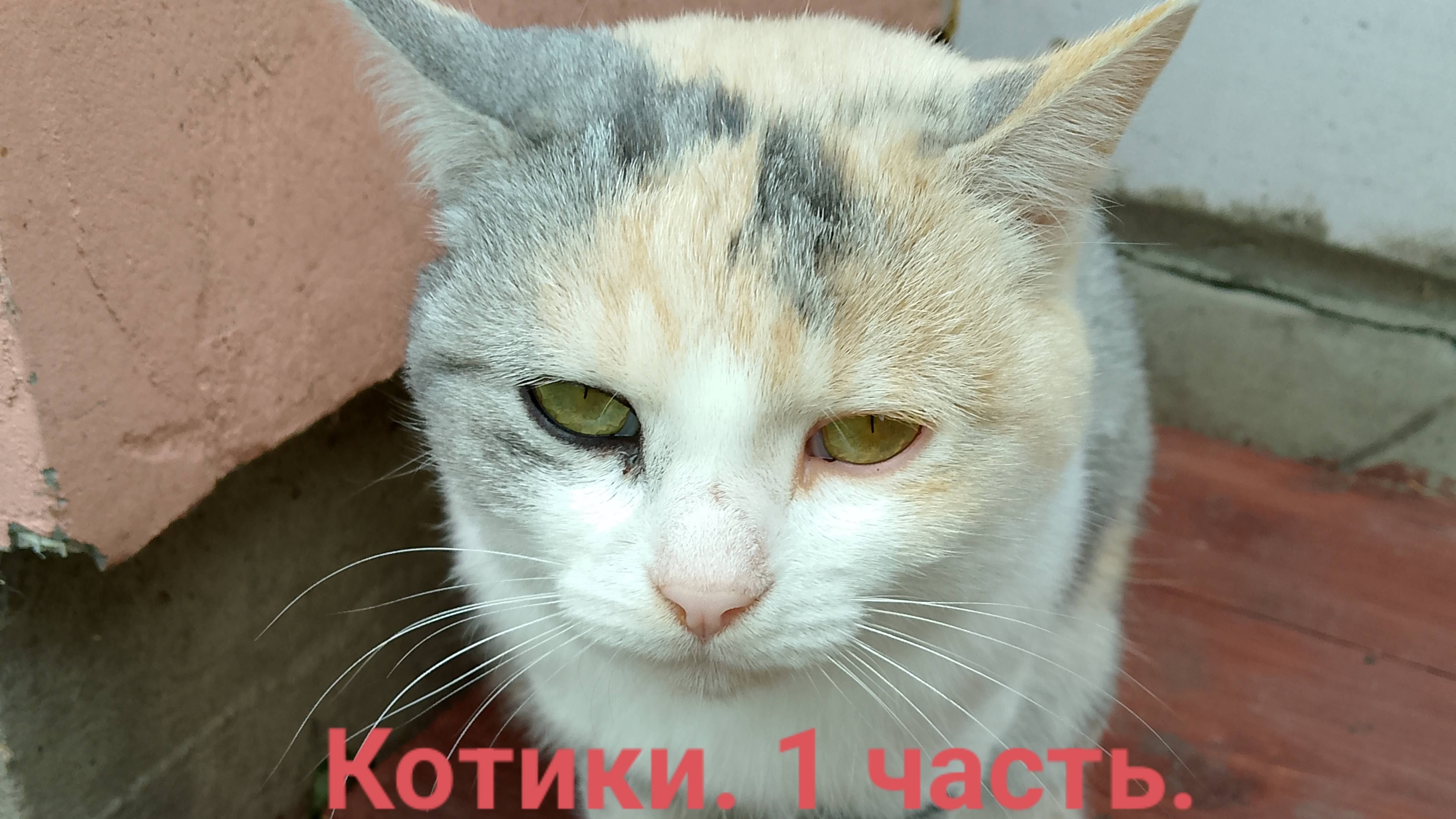 Котики. 1 часть. смотреть онлайн