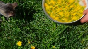 Варенье из одуванчиков для тёщи по сибирски