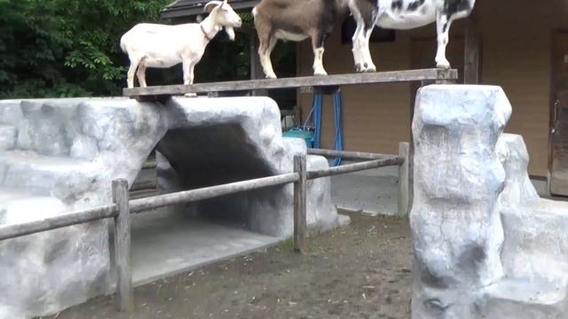 【日本平動物園行って来た】こっちちゃんねる смотреть онлайн